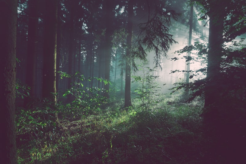 Forested woodland habitat where tick vectors are endemic